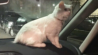 Ungesichert kann sich die Katze im Auto frei bewegen. Bild: Polizei Frankfurt / Twitter