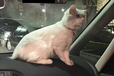 Ungesichert kann sich die Katze im Auto frei bewegen. Bild: Polizei Frankfurt / Twitter