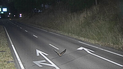 Blitzerfoto, Vogel, Lustig,