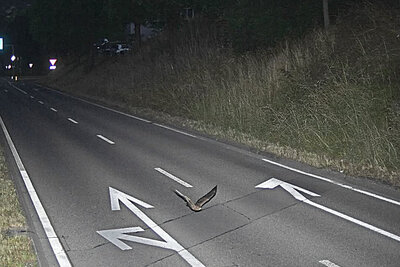 Blitzerfoto, Vogel, Lustig,