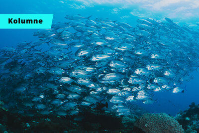 Teaser Bild Kolumne mit Fischschwarm unter Wasser