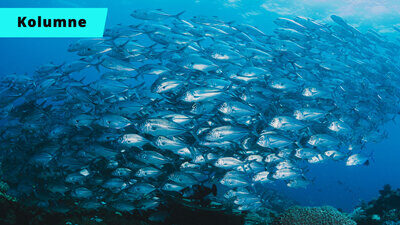 Teaser Bild Kolumne mit Fischschwarm unter Wasser
