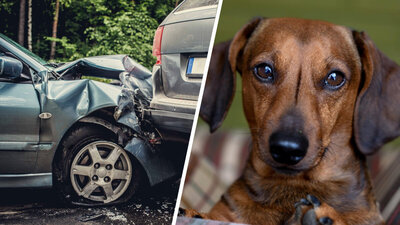 Unfall mit Hund