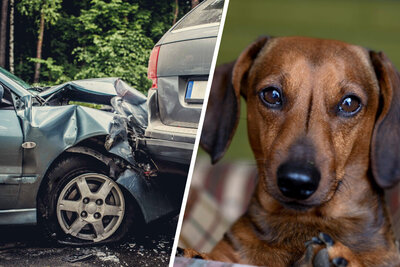 Unfall mit Hund