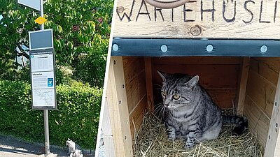 Katze Bushaltestelle
